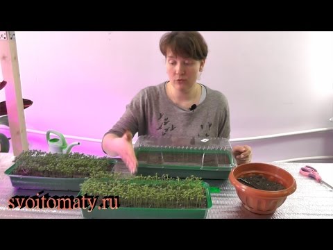 Видео: Самая быстрая витаминная зелень на подоконнике