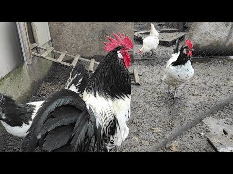 Видео: ВЫ ДОЛЖНЫ ЭТО УВИДЕТЬ! САМЫЕ ЛУЧШИЕ ПОРОДЫ КУР ДЛЯ ВАШЕГО ХОЗЯЙСТВА! ОБЗОР ПОРОДИСТОЙ ПТИЦЫ!!