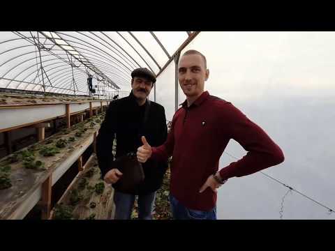 Видео: Весенняя подкормка земляники в теплице