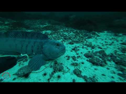 Видео: The Atlantic Wolffish. Norway.  Зубатка. Норвегия.