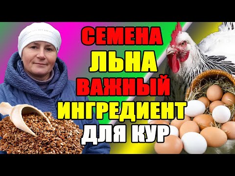 Видео: Зачем я добавляю СЕМЕНА ЛЬНА в рацион питания кур.