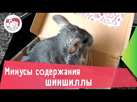 Видео: 6 минусов содержания шиншиллы