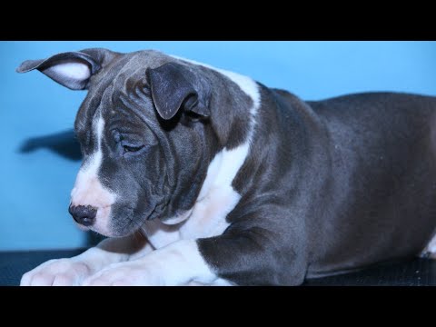 Видео: Не будет ли вреда здоровью собаки от поводка контроллера