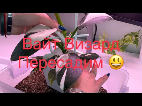 Видео: 6.05.23 Пересадка Филодендрона Вайт Визард