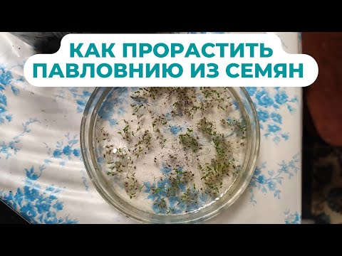 Видео: Как вырастить павловнию из семян мои 2 способа