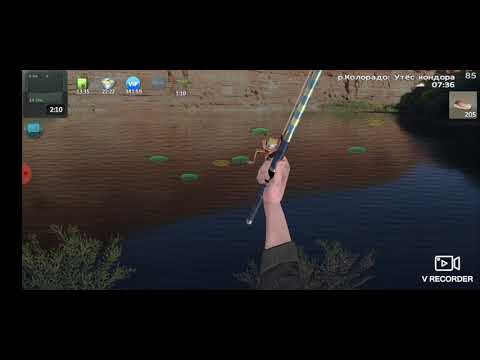 Видео: World of Fishers. Река Колорадо #7. Зачётная уха. Лосось Кларка