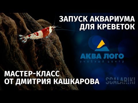 Видео: Мастер-класс по запуску креветочника от Дмитрия Кашкарова. Аква Лого