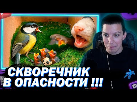 Видео: МАЗЕЛЛОВ СМОТРИТ ГНЕЗДО С ПТЕНЦАМИ БЫЛО АТАКОВАНО ХИЩНИКОМ / СЛИВКИ ШОУ