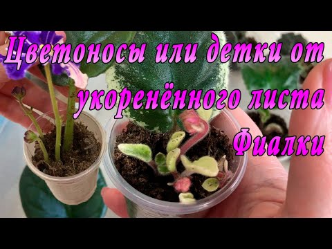 Видео: Цветоносы или детки от укоренённого листа Фиалки