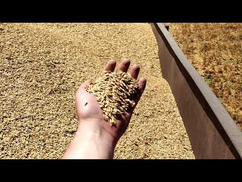 Видео: Уборка 2021 озимого ячменя "Луран". ПАЛЕССЕ-GS812