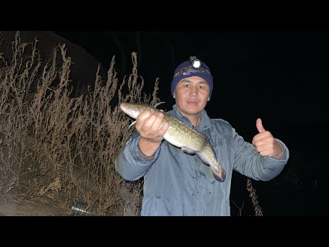 Видео: Осенний НАЛИМ🍂 Выезд с ночёвкой#fishing #врекомендации #fish #врек #нура #судак #налим #лайк #уфф