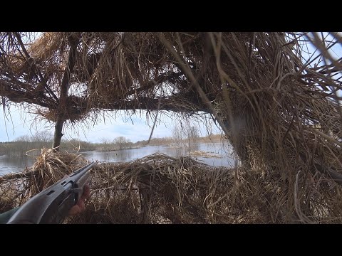 Видео: Охота с подсадными или Бобриный остров.