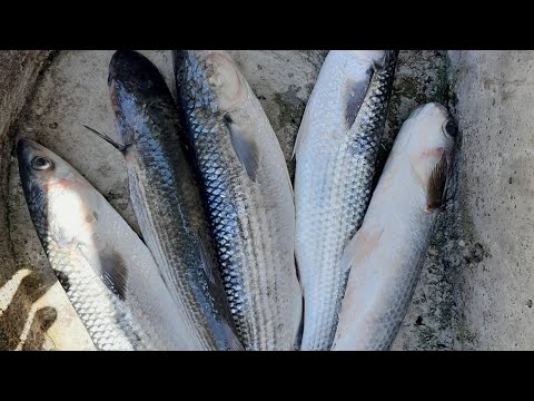 Видео: Риболов на морски кефал в Гърция, разбиване, sea ​​mullet fishing in Greece at sea, smashing