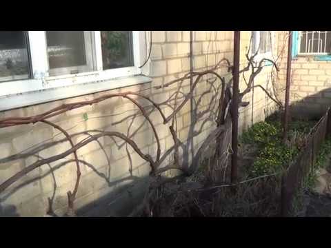 Видео: Дневник виноградаря - 2. Обрезка неукрывного винограда.