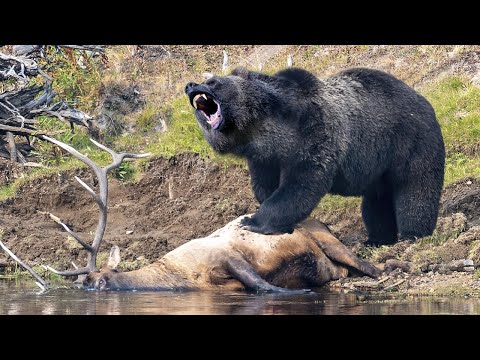 Видео: Олени и даже Бизоны боятся его как огня! Гризли – огромный агрессивный Медведь!