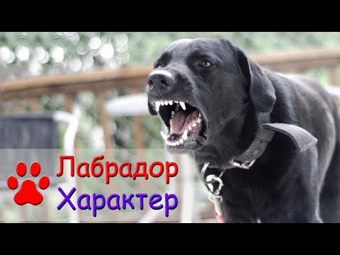 Видео: Характер лабрадора
