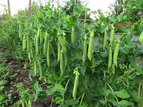 Видео: РЕЗУЛЬТАТ ПОДВЯЗКИ ГОРОХА. Урожай гороха. Обзор дачи в июне.