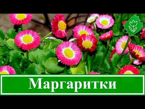 Видео: 🌼 Цветы маргаритки – посадка и уход: выращивание маргариток в открытом грунте из семян