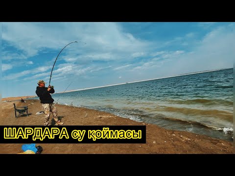 Видео: Шардара су қоймасы | водохранилище шардара |рыбалка 2021 Туркестанска область| рыбалка с начевкой