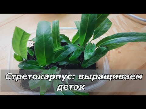 Видео: Формируем детки стрептокарпуса