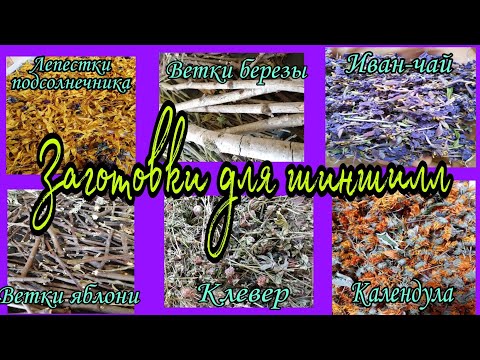 Видео: Заготовки для шиншилл на зиму. Chinchillas