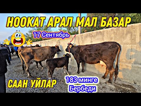 Видео: Ноокат Арал Мал Базар Саан Уйлар Баасы 👍 183 минге Бербеди 17 Сентябрь 😱#байкж
