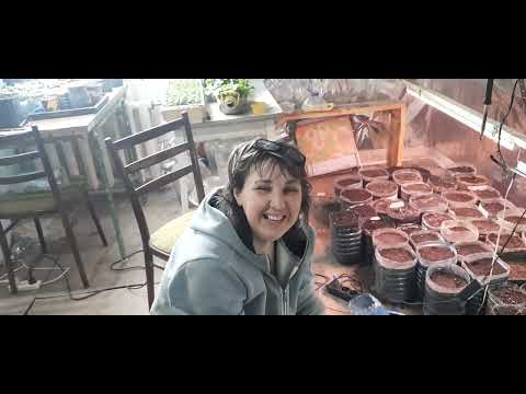 Видео: Вирощування хурми з насіння частина друга.