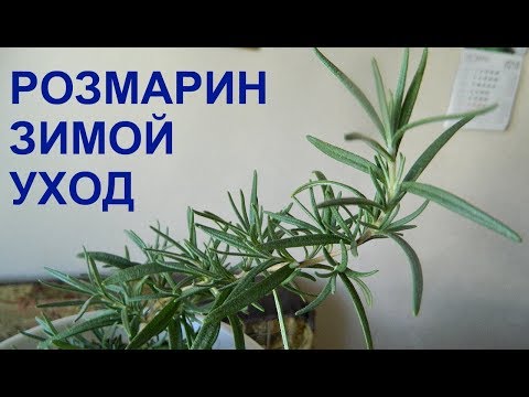 Видео: РОЗМАРИН. УХОД ДОМА ЗИМОЙ