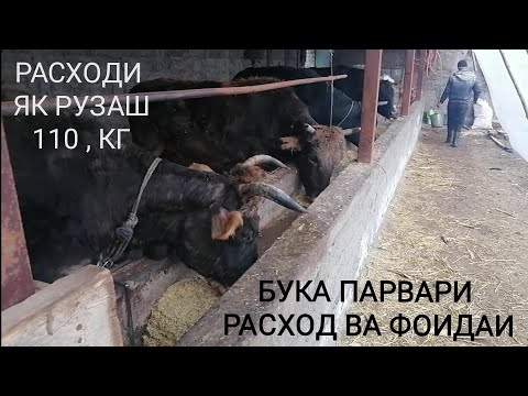 Видео: ФЕРМА И БУКА ПАРВАРИ РАСХОД ВА ФОИДА, 2021 " د غواګانو نسل او د هغې ګټې