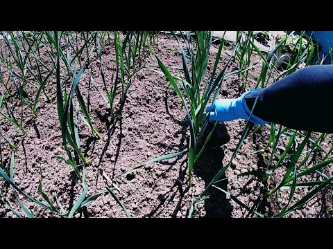 Видео: Підкормка часнику навесні/Чим підкормити часник весною?/Підживлення часнику курячим послідом