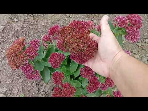 Видео: Мой цветник 