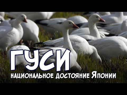 Видео: Гуси в Японии