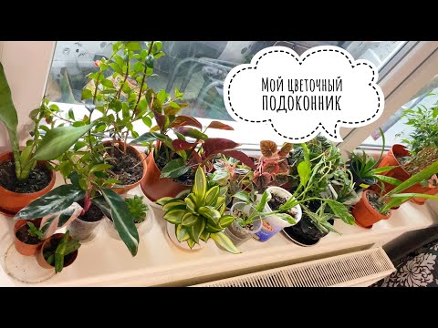 Видео: Мой цветочный подоконник. Обзор комнатных цветов в апреле 2021г.