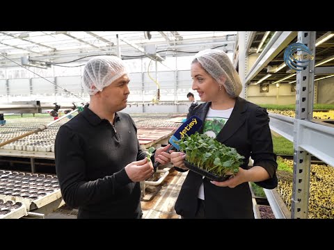 Видео: СУДЫ ҮНЕМДЕУ ТЕХНОЛОГИЯСЫ / ТЕПЛИЦА / ЖЫЛЫЖАЙ / ЕЛ мен ЖЕР / 08.03.2024