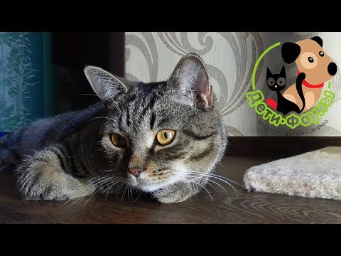 Видео: Акне у кошек. Основные симптомы, причины и как помочь