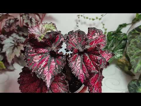 Видео: Красотки бегонии.