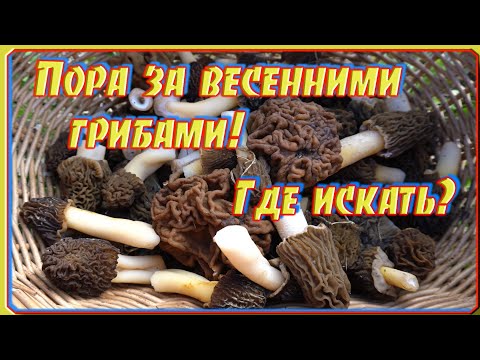 Видео: Где и когда собирать СТРОЧКИ и СМОРЧКИ.