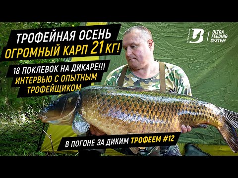 Видео: Огромный карп 21кг!!! 18 поклевок на дикаре!!! И снова интервью с опытным "трофейщиком".