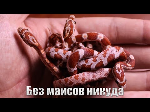 Видео: Вылупление маисовых полозов