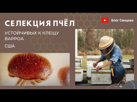 Видео: Селекция устойчивых к клещу Варроа пчел в Батон-Руже и на Гавайях/VSH-пчелы (США)