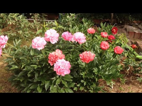 Видео: ВСЕ О ПИОНАХ