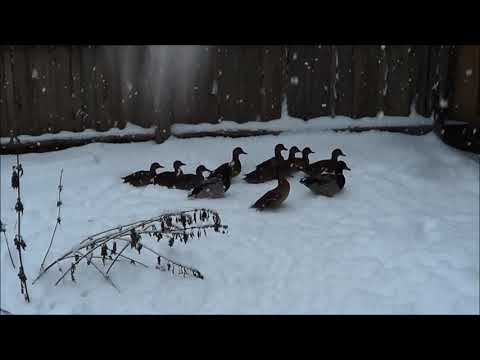 Видео: ПОДСАДНЫЕ УТКИ / Содержание Уток в Зимнее время на Северном Урале.