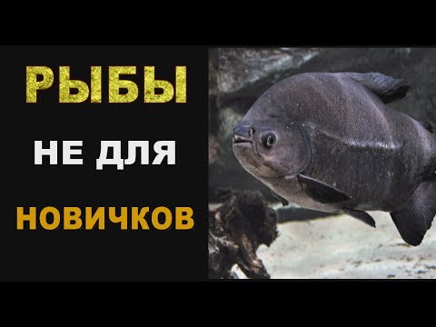 Видео: Рыбы не для новичков!