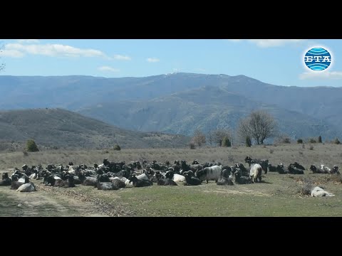 Видео: BTA: Стари български породи овце и кози отглеждат край кресненското село Влахи