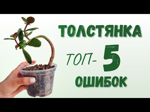 Видео: Денежное Дерево 🌳 ТОП-5 Ошибок в Уходе за Крассулой