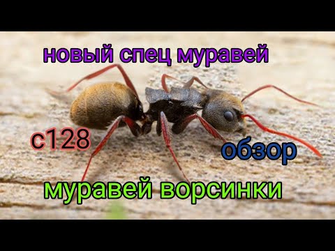 Видео: the ants underground kingdom новый спец муравей на стрелков , муравей ворсинки