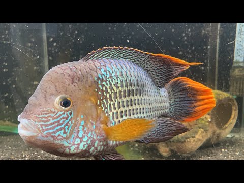 Видео: Большая рыба в аквариуме 90 литров | БИРЮЗОВАЯ АКАРА