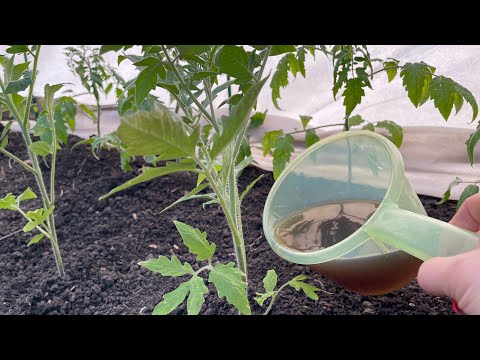 Видео: РАССАДУ ТОМАТОВ высаживаю без заморочек, отлично приживается!