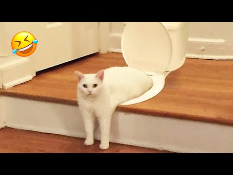 Видео: Постарайтесь не засмеяться 😂 Самые смешные собаки и кошки 😹🐶 Часть 17