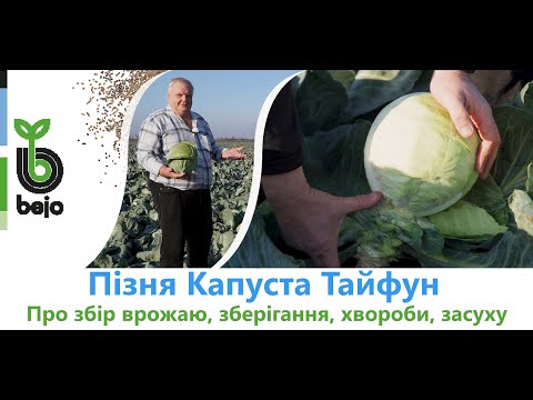 Видео: Пізня капуста Тайфун. Про гібрид, врожай, хвороби, засуху